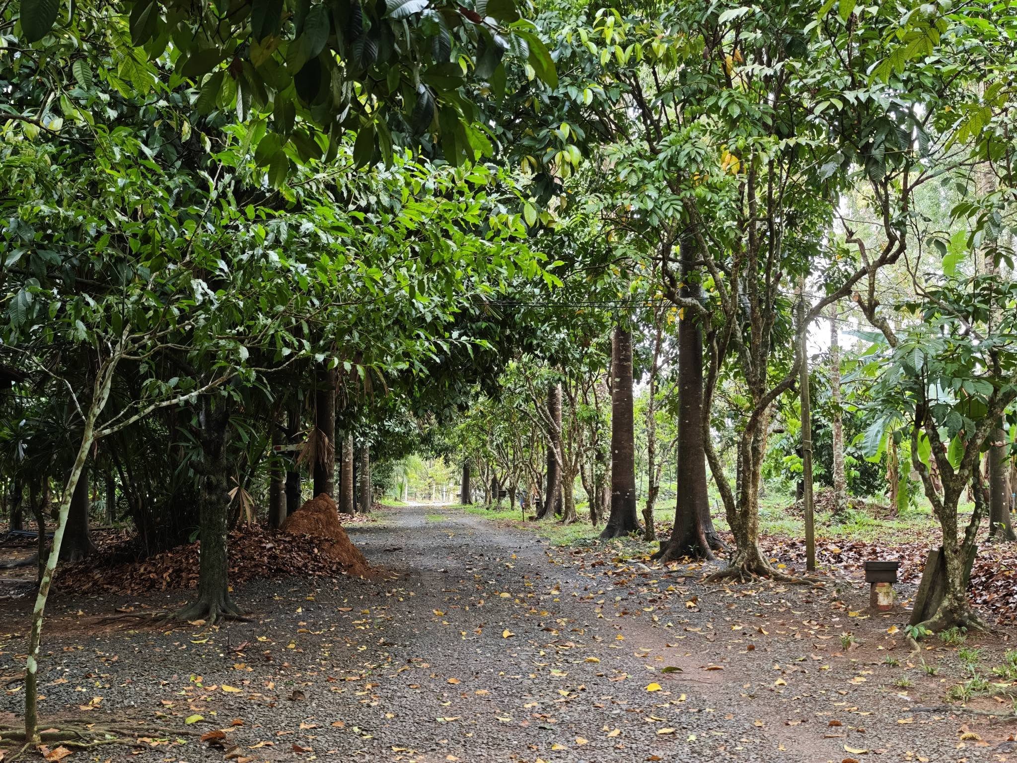 ภาพบรรยากาศ สวนผลอำไพ - Organic fruit ลำดับที่ 8