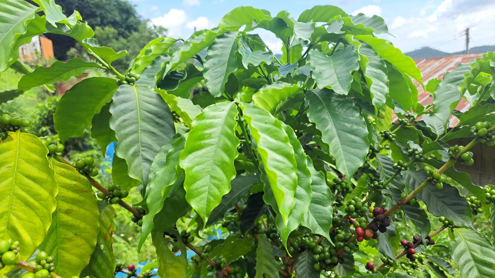 ภาพบรรยากาศ วิสาหกิจชุมชนผู้ปลูกกาแฟคุณภาพบ้านปางปูเลาะ ลำดับที่ 6