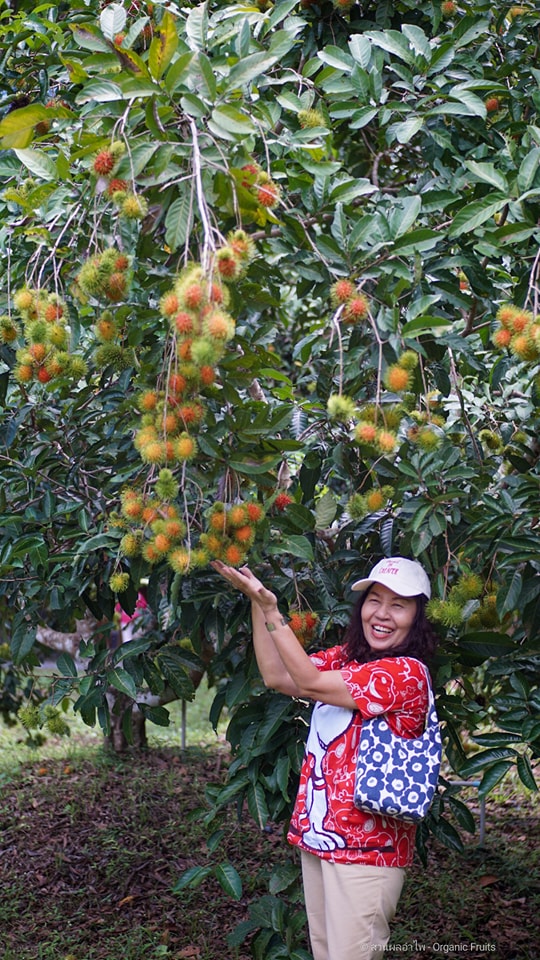 ภาพบรรยากาศ สวนผลอำไพ - Organic fruit ลำดับที่ 1