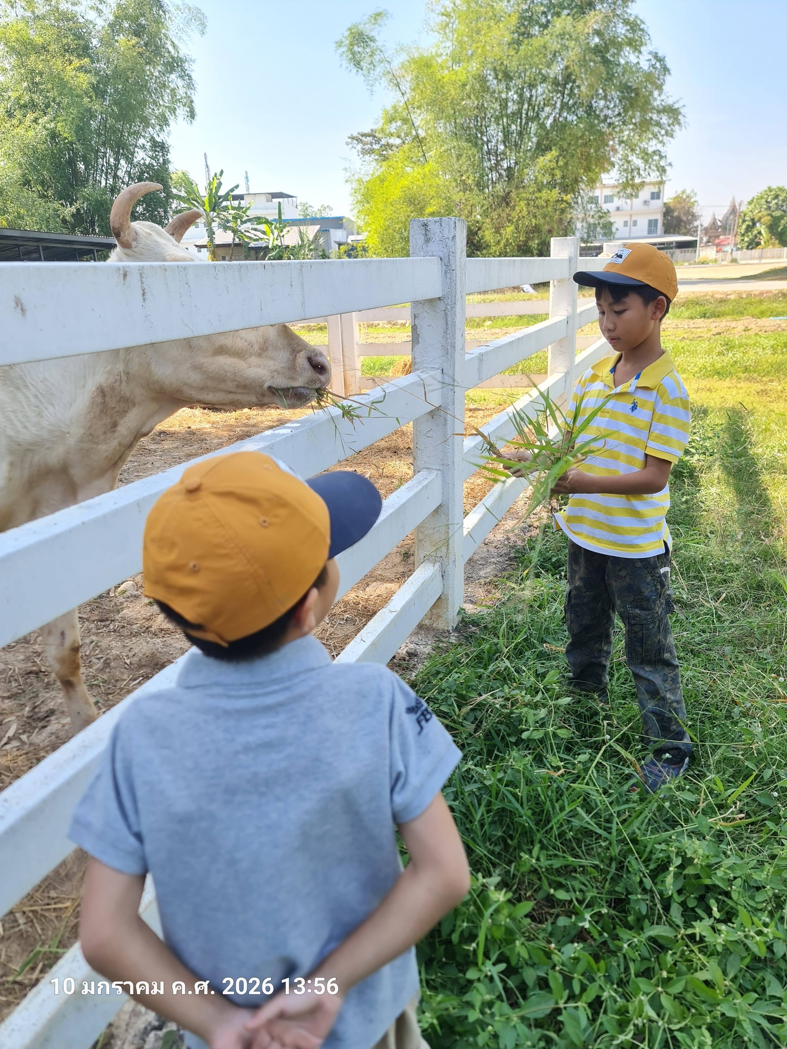 ภาพบรรยากาศ DooDo Backyard Farm ลำดับที่ 6