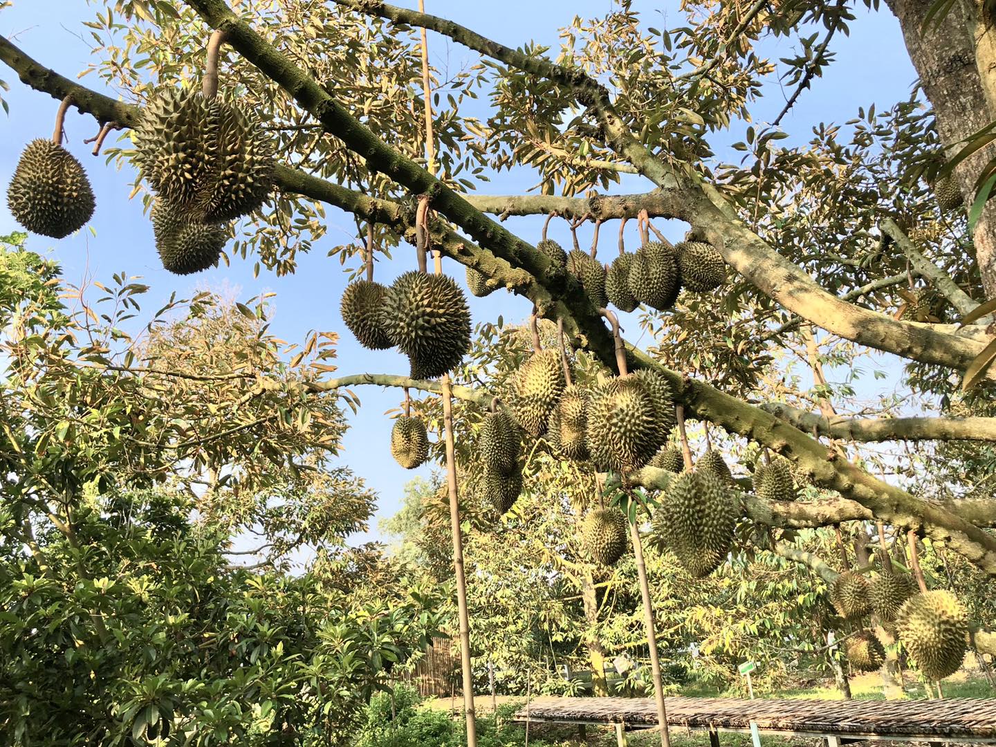 สวนยายดา - เจ๊บุญชื่น