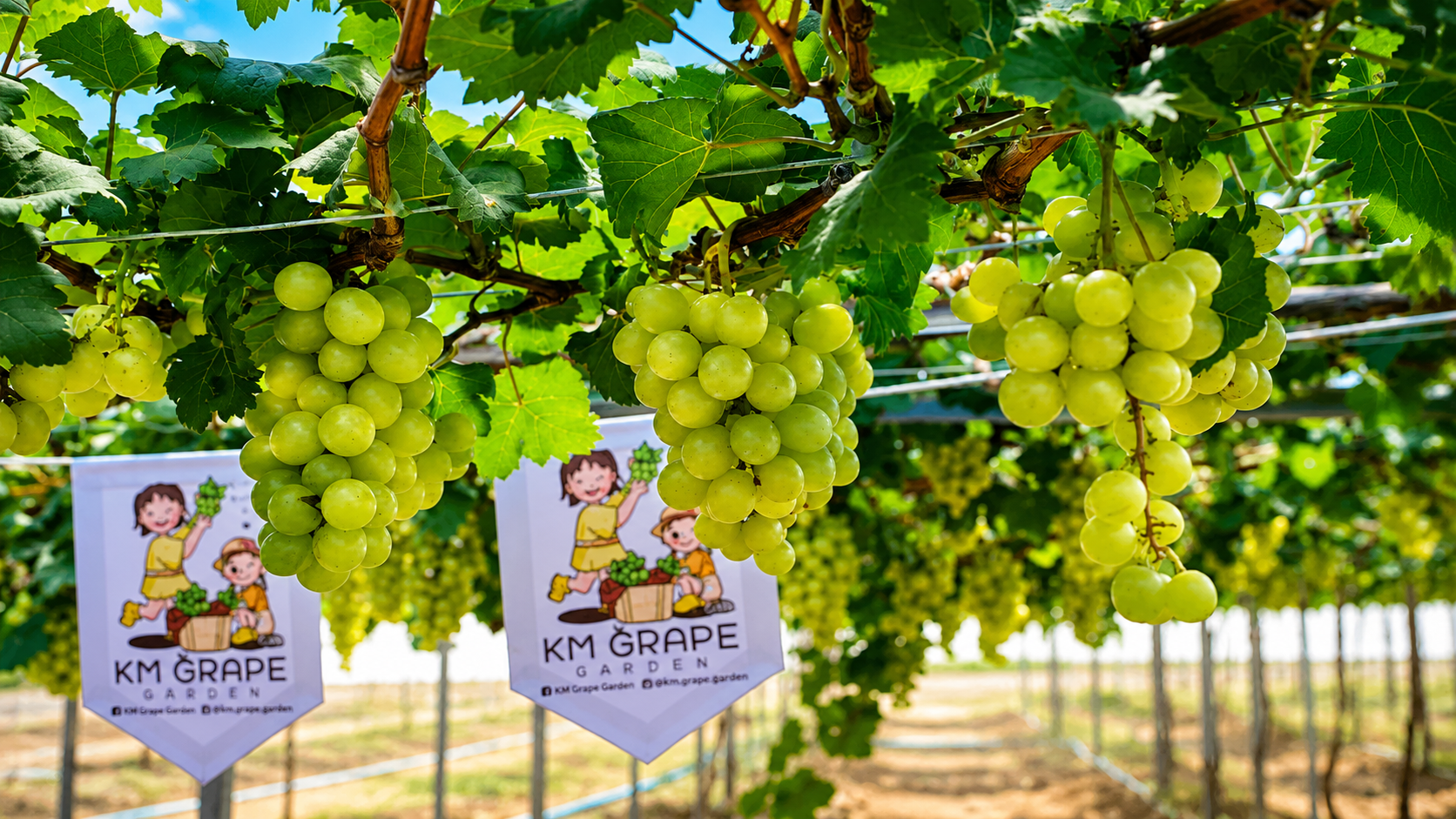 KM Grape Garden Mukdahan